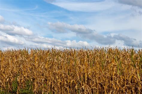 Corn Stalk On A Farm Stock Photo Image Of Field Peel 87397788