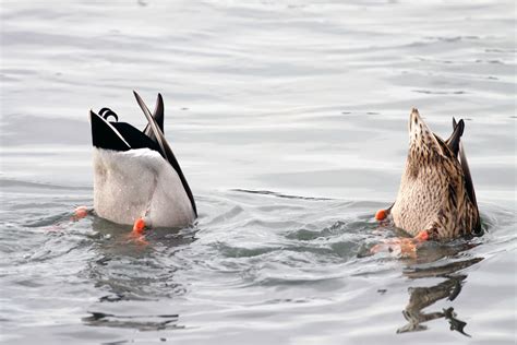 10 Species Of Ducks That Swim Underwater With Photos Hayfarmguy