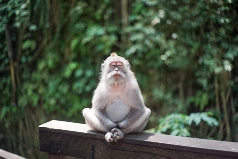 Monkey Meditation Samim