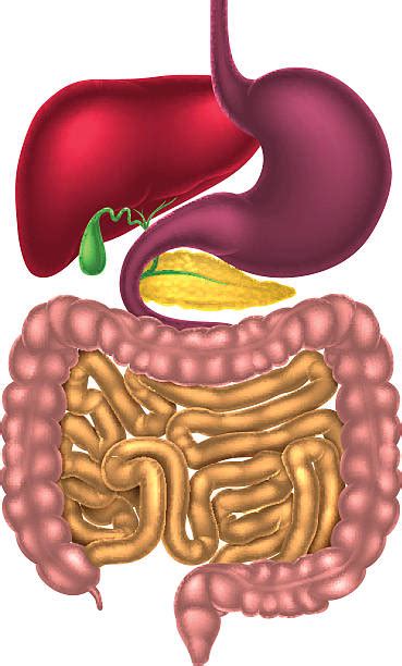 Best Human Digestive System Illustrations, Royalty-Free Vector Graphics