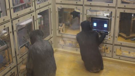 Chimps More Strategic Than Humans At Game Study Finds