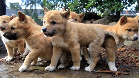 Dingo Puppies Take Centre Stage At Featherdale Wildlife Park The