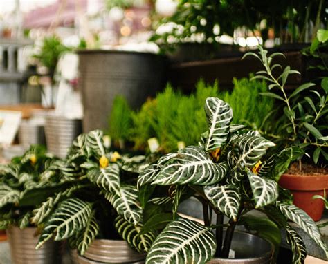 Hours may change under current circumstances Nick's Garden Center & Farm Market | Nursery & Garden ...