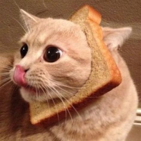 In Bread Cat E Online Au
