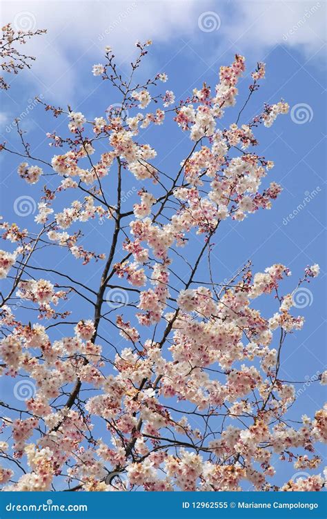 White Cherry Blossoms Against A Bright Blue Sky Stock Image Image Of
