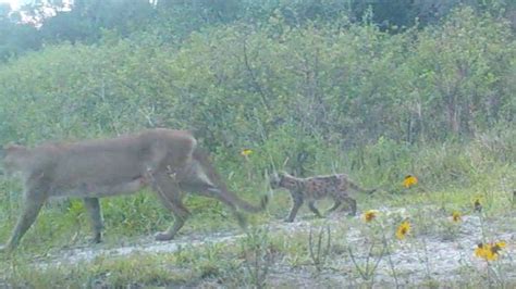 Rare Florida Panther Kittens Caught On Video Camera Recently Narcity