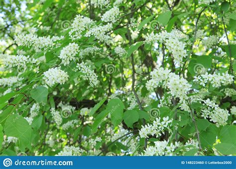 Check spelling or type a new query. Bird Cherry. Flowering Tree. Sunny Summer Day. Stock Photo ...