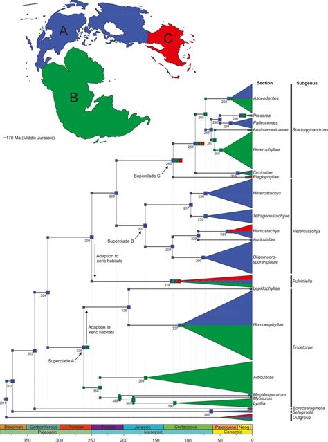 Time Calibrated Phylogeny Of The Genus Selaginella With Ancestral