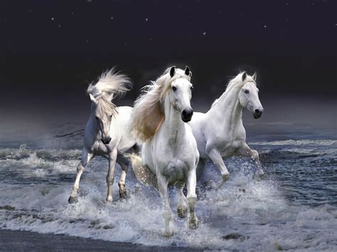 Beautiful White Horses Wallpaper Kiyute80