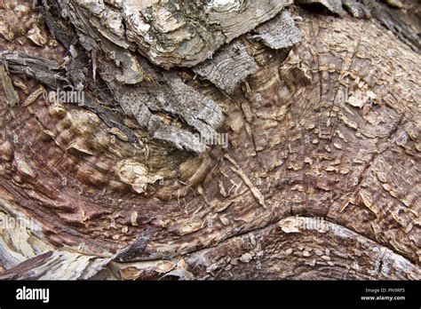 Closeup Of Tree Bark Stock Photo Alamy