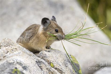 Pika Carrying Grass Photograph By Mike Cavaroc