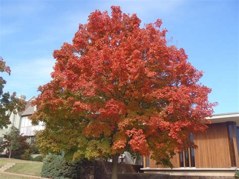 Acer Saccharum Sugar Maple Leafland Limited Best Price Buy