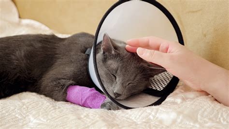 How To Help Your Kitty Wear A Cat Cone Collar Katris