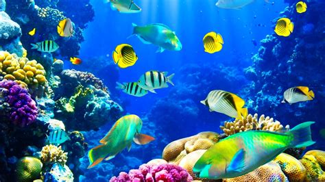 Sea Wallpaper Underwater Underwater Shark Sea Life Wallpapers Hd