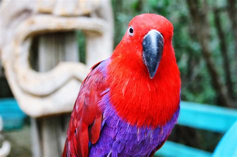 8 Top Red Birds To Keep As Pets