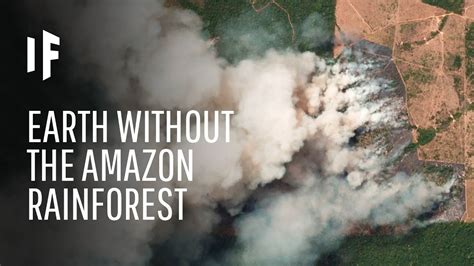 What If We Lost The Amazon Rainforest Environoego Protect The Planet