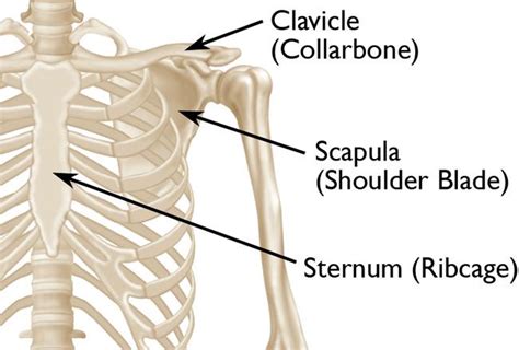Fracture Clavicle Max Superspecialty Ortho Clinic