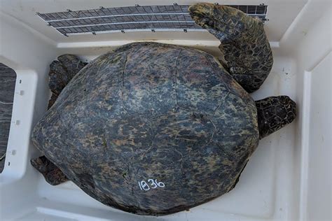 Sea Turtles In The Pacific Islands Updates Noaa Fisheries
