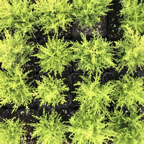 Hesperocyparis macrocarpa is a coniferous tree. Cupressus macrocarpa 'Wilma Goldcrest' - Monterey Cypress ...