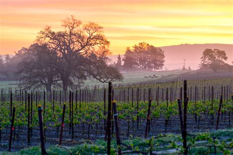 Sip Off The Beaten Path At These Sonoma County Wineries California