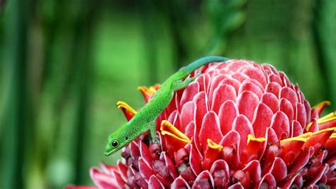 Mayotte Gecko Green Lizard On Flower ~ Dream Wallpapers