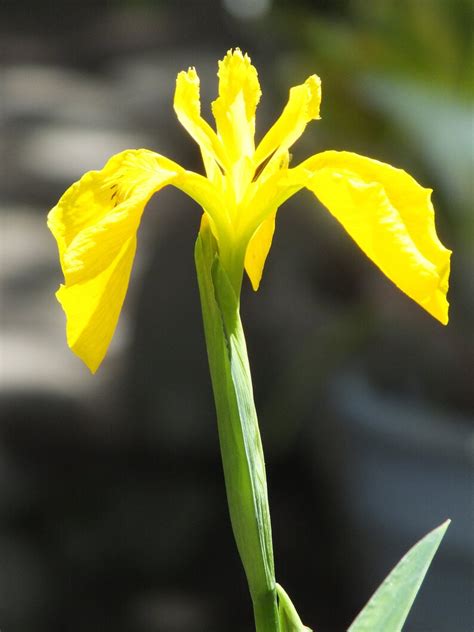 Iris Pseudacorus Yellow Flag Iris 20 Seeds Etsy