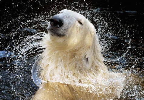 10 Fascinating Facts About Polar Bears