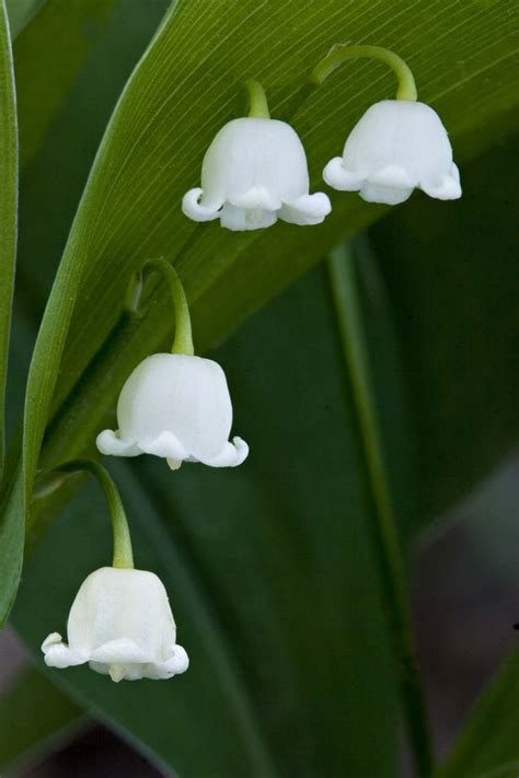 Maybe you would like to learn more about one of these? Tinkerblue: L = Lily of the Valley