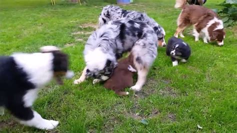 Australian Shepherd Puppies Playing In The Garden Youtube