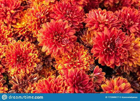 We hope you enjoy our growing collection of hd images to use as a background or home screen for your smartphone or computer. Orange Chrysanthemum Flowers. Floral Pattern, Background ...
