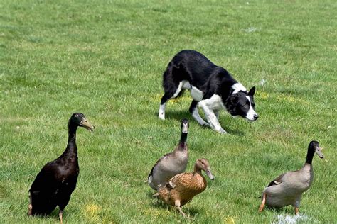 How To Train Your Dog To Herd Ducks Training Your Dog Dog Training