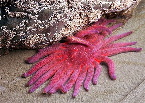 Sea Stars Pushed To Edge Of Extinction By Warming Oceans Bulletin Of