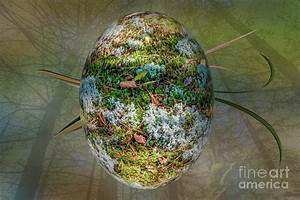 Forest Egg Photograph By Petras Paulauskas Fine Art America