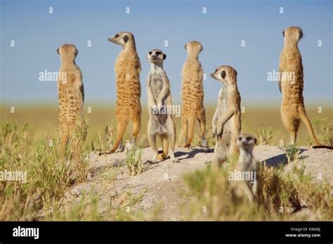 A Group Of Meerkats Suricata Suricatta Or Suricates Stand On An Old