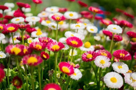 Flores Para El Otoño 5 Plantas Con Flores Para Tu Balcón De Otoño