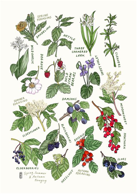 Foraging Print. Spring Summer & Autumn Foraging. Wild Food | Etsy UK