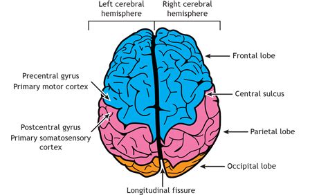 Brain Anatomy Introduction To Neuroscience