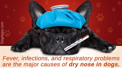 Dry Nose Symptoms In Dogs Dogappy