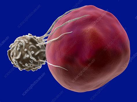 Natural Killer T Cell Attacking Cancer Cell Illustration Stock Image