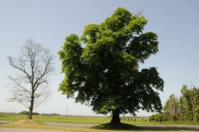 Bogenbau vom baum zum stave. hafen im alten phÃ¶nizien: Laubbaum Ulme