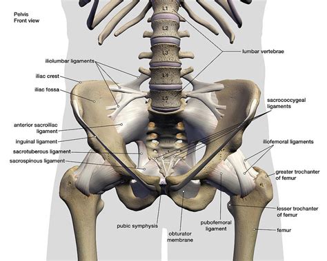 Male Pelvis Anatomy