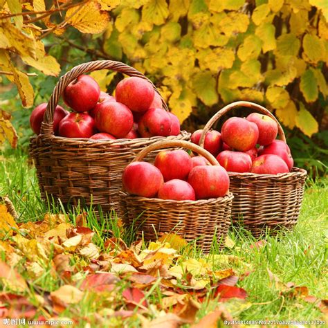 苹果摄影图水果生物世界摄影图库昵图网 Fall Apples Apple Apple Farm