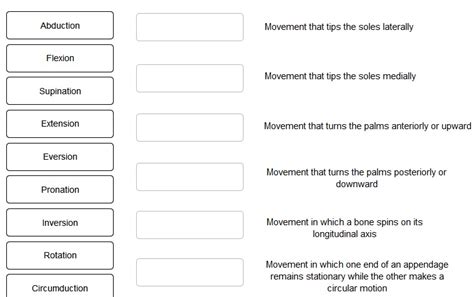 There is another box of bones in front of the backbone. Solved: Drag Each Term Into The Appropriate Position To Id ...