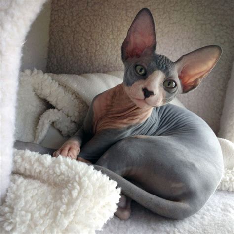 Hugo As A Baby Cat July 2012 Baby Cats Sphynx Cat Black Hairless Cat