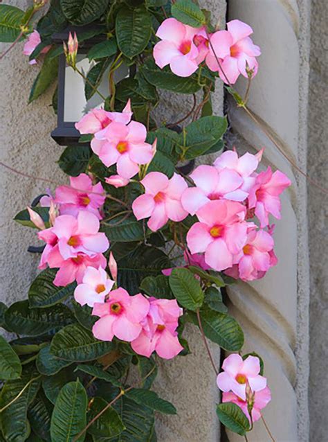Climbing Plants 7 Fast Growing Climbers Vines And Creepers Climbing