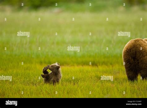 Grizzly Bear Cub Plays While Its Mother Feeds On Grass In A Coastal
