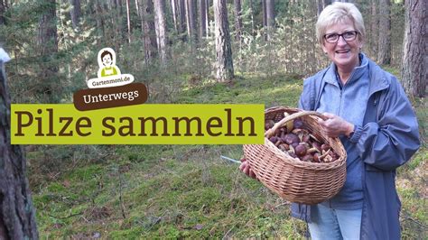 Wald-Pilze sammeln im Oktober Maronen -
