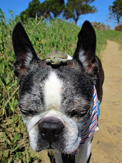 They have the natural ability to follow commands like sit, down or stay. Wendell finds a tiny friend! Fort Fisher NC | Boston terrier love, Boston terrier, Terrier