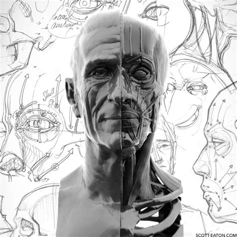 Scott Eatons Portraiture And Facial Anatomy Online Course Human