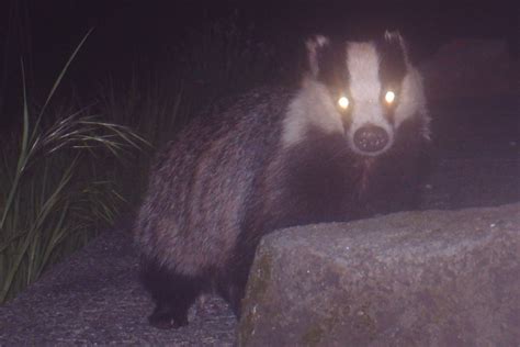 Badger Edwyn Anderton Flickr